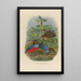 A monograph of the Pittidae or family of anteaters Pl30 - Daniel Giraud Elliot — framed artwork on a wall