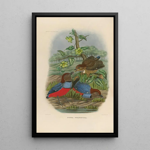 A monograph of the Pittidae or family of anteaters Pl30 - Daniel Giraud Elliot — framed artwork on a wall