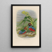 Reproduction of the painting A monograph of the Pittidae or family of anteaters Pl31 - Daniel Giraud Elliot