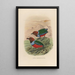 A monograph of the Pittidae or family of anteaters Pl32 - Daniel Giraud Elliot — framed artwork on a wall