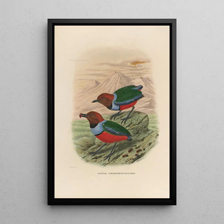 A monograph of the Pittidae or family of anteaters Pl32 - Daniel Giraud Elliot — framed artwork on a wall