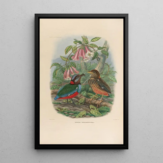 Reproduction of the painting A monograph of the Pittidae or family of anteaters Pl33 - Daniel Giraud Elliot