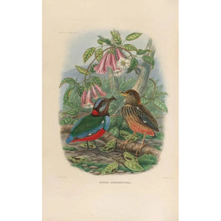 Reproduction of the painting A monograph of the Pittidae or family of anteaters Pl33 - Daniel Giraud Elliot