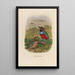 Reproduction of the painting A monograph of the Pittidae or family of anteaters Pl34 - Daniel Giraud Elliot