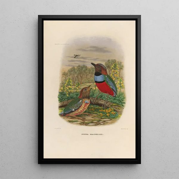 Reproduction of the painting A monograph of the Pittidae or family of anteaters Pl34 - Daniel Giraud Elliot