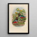 A monograph of the Pittidae or family of anteaters Pl35 - Daniel Giraud Elliot — framed artwork on a wall