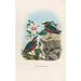Reproduction of the painting A monograph of the Pittidae or family of anteaters Pl36 - Daniel Giraud Elliot