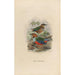 A monograph of the Pittidae or family of anteaters Pl37 - Daniel Giraud Elliot — artwork view