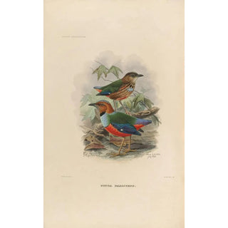 A monograph of the Pittidae or family of anteaters Pl37 - Daniel Giraud Elliot — artwork view
