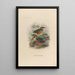A monograph of the Pittidae or family of anteaters Pl37 - Daniel Giraud Elliot — framed artwork on a wall