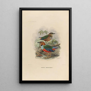 A monograph of the Pittidae or family of anteaters Pl37 - Daniel Giraud Elliot — framed artwork on a wall