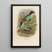 Reproduction of the painting A monograph of the Pittidae or family of anteaters Pl38 - Daniel Giraud Elliot