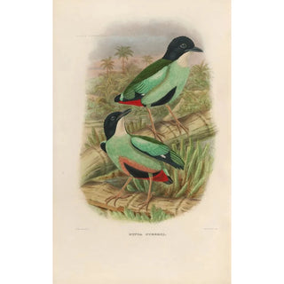 Reproduction of the painting A monograph of the Pittidae or family of anteaters Pl38 - Daniel Giraud Elliot