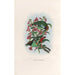A monograph of the Pittiidae or family of anteaters Pl39 - Daniel Giraud Elliot — artwork view