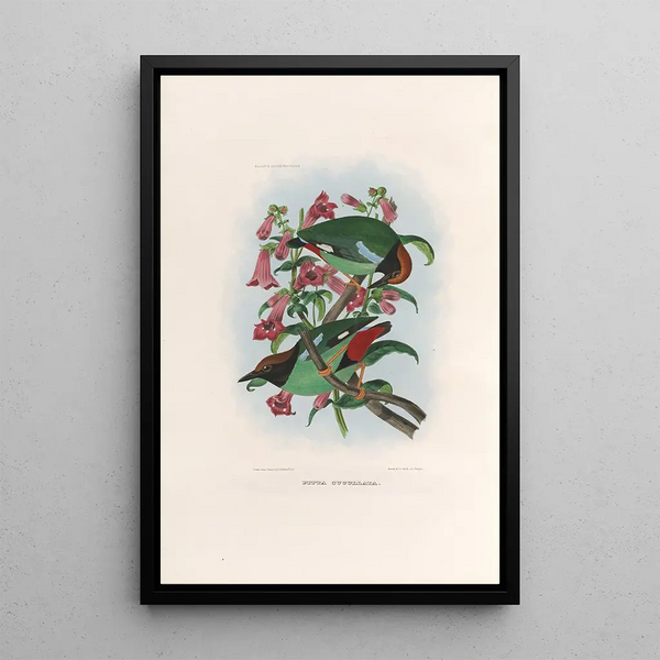 A monograph of the Pittiidae or family of anteaters Pl39 - Daniel Giraud Elliot — framed artwork on a wall