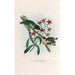 Reproduction of the painting A monograph of the Pittidae or family of anteaters Pl40 - Daniel Giraud Elliot