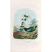 A monograph of the Pittiidae or family of anteaters Pl41 - Daniel Giraud Elliot — artwork view