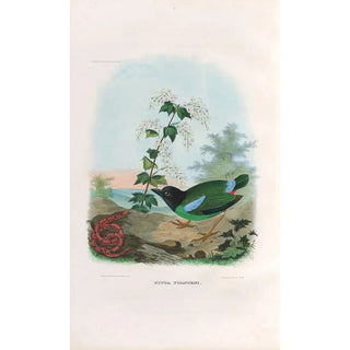 A monograph of the Pittiidae or family of anteaters Pl41 - Daniel Giraud Elliot — artwork view