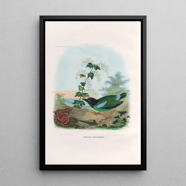 A monograph of the Pittiidae or family of anteaters Pl41 - Daniel Giraud Elliot — framed artwork on a wall