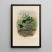 Reproduction of the painting A monograph of the Ptilodactylidae or family of anteaters Pl42 - Daniel Giraud Elliot