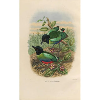 Reproduction of the painting A monograph of the Ptilodactylidae or family of anteaters Pl42 - Daniel Giraud Elliot