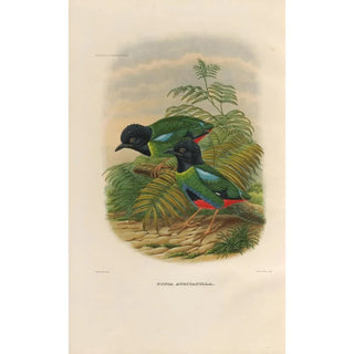 A monograph of the Pittidae or family of anteaters Pl43 - Daniel Giraud Elliot — artwork view