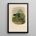 A monograph of the Pittidae or family of anteaters Pl43 - Daniel Giraud Elliot — framed artwork on a wall