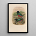 A monograph of the Pittidae or family of ant-eaters Pl44 - Daniel Giraud Elliot — framed artwork on a wall