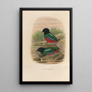 A monograph of the Pittidae or family of ant-eaters Pl44 - Daniel Giraud Elliot — framed artwork on a wall