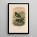 Reproduction of the painting A monograph of the Pittidae or family of anteaters Pl45 - Daniel Giraud Elliot