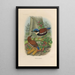 A monograph of the Pittidae or family of anteaters Pl46 - Daniel Giraud Elliot — framed artwork on a wall