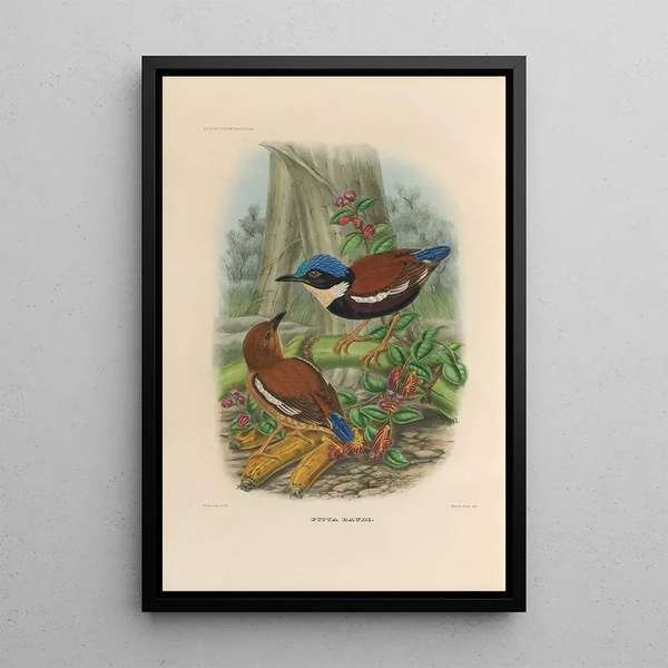 A monograph of the Pittidae or family of anteaters Pl46 - Daniel Giraud Elliot — framed artwork on a wall