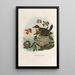 Reproduction of the painting A monograph of the Pittiidae or family of anteaters Pl47 - Daniel Giraud Elliot