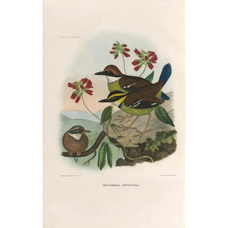 Reproduction of the painting A monograph of the Pittiidae or family of anteaters Pl47 - Daniel Giraud Elliot
