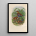 A monograph of the Pittidae or family of ant-eaters Pl48 - Daniel Giraud Elliot — framed artwork on a wall