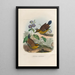 Reproduction of the painting A monograph of the Pittidae or family of anteaters Pl49 - Daniel Giraud Elliot