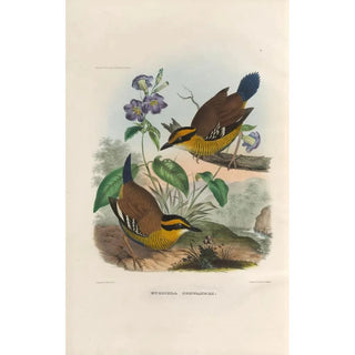 Reproduction of the painting A monograph of the Pittidae or family of anteaters Pl49 - Daniel Giraud Elliot