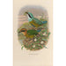 A monograph of the Pittidae or family of ant-eaters Pl50 - Daniel Giraud Elliot — artwork view