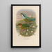 A monograph of the Pittidae or family of ant-eaters Pl50 - Daniel Giraud Elliot — framed artwork on a wall