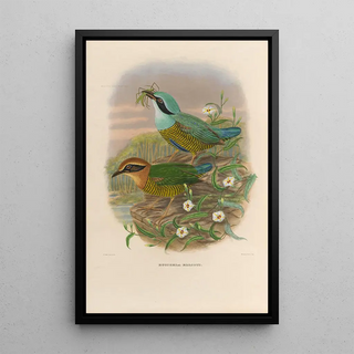 A monograph of the Pittidae or family of ant-eaters Pl50 - Daniel Giraud Elliot — framed artwork on a wall
