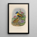 Reproduction of the painting A monograph of the Pittidae or family of ant-eaters Pl51 - Daniel Giraud Elliot