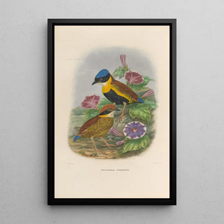 Reproduction of the painting A monograph of the Pittidae or family of ant-eaters Pl51 - Daniel Giraud Elliot