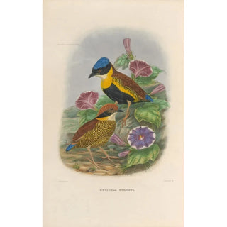 Reproduction of the painting A monograph of the Pittidae or family of ant-eaters Pl51 - Daniel Giraud Elliot