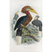 Aceros nepalensis - Daniel Giraud Elliot — artwork view