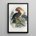 Aceros nepalensis - Daniel Giraud Elliot — framed artwork on a wall