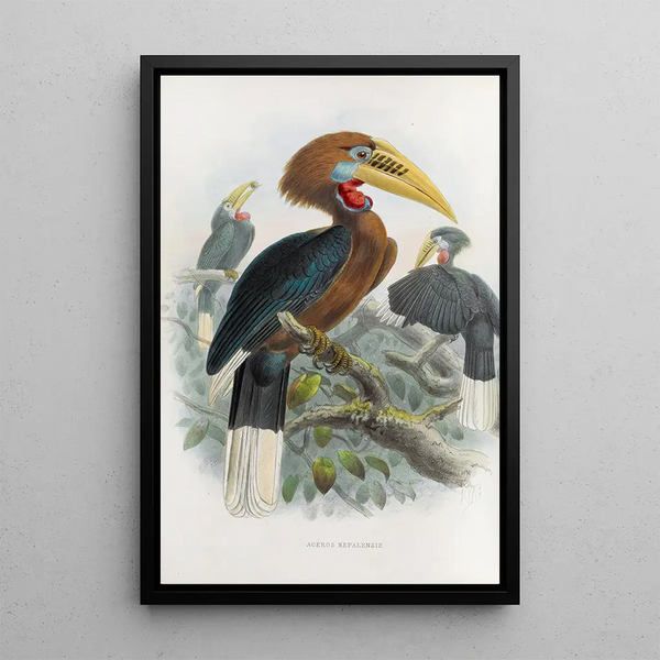 Aceros nepalensis - Daniel Giraud Elliot — framed artwork on a wall