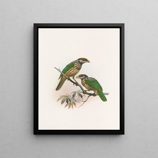 Daniel Giraud Elliot - Ailuraedus buccoides.webp