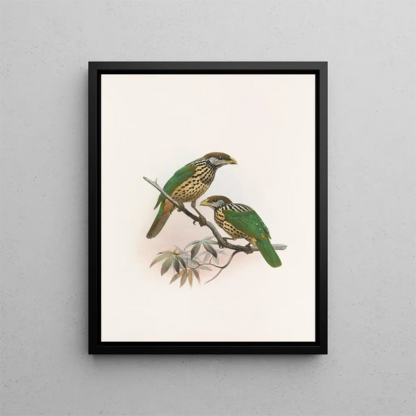 Ailuroedus buccoides - Daniel Giraud Elliot — framed artwork on a wall