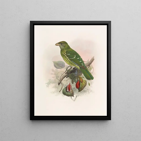 Ailuroedus crassirostris - Daniel Giraud Elliot — framed artwork on a wall