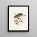 Ailuroedus melanotus - Daniel Giraud Elliot — framed artwork on a wall